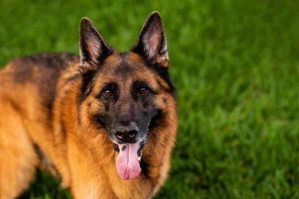 Chien Berger Allemand Chien Race Sain Photographié Extérieur Dans Cour — Photo