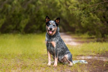 Avustralya Sığır Köpeği Mavi Dümen portresi Ormanda kirli bir yolda selvi ağaçlarıyla