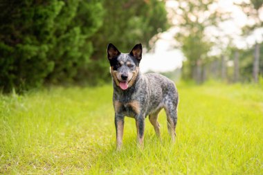 Avustralya Sığır Köpeği Mavi Dümen Küçük bir kır yolunda çimlerin üzerinde duruyor