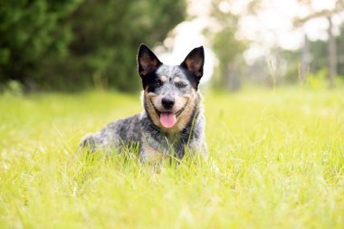 Avustralya Sığır Köpeği Mavi Dümen Küçük bir kır yolunda çimlere uzanmış