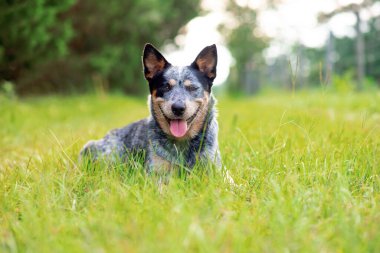 Avustralya Sığır Köpeği Mavi Dümen Küçük bir kır yolunda çimlere uzanmış