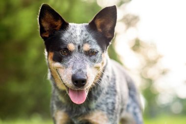 Avustralya sığır çobanı mavi düvesinin yakın portresi