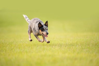 Avustralya sığır çobanı Blue Heeler gün batımında çimenli bir tarlada koşuyor.