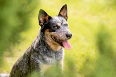 Avustralyalı sığır çobanı Blue Heeler 'in portresi. Selvi ağacının yanında oturuyor.