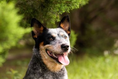 Avustralyalı sığır çobanı Blue Heeler 'in portresi. Selvi ağacının yanında oturuyor.