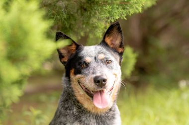 Avustralyalı sığır çobanı Blue Heeler 'in portresi. Selvi ağacının yanında oturuyor.