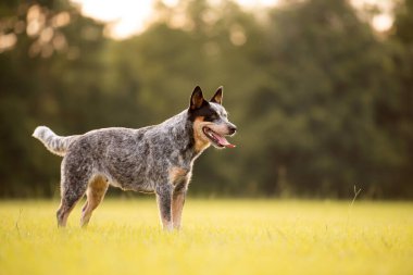 Avustralya sığır çobanı Blue Heeler gün batımında çimenli bir tarlada çobanlık yapıyor