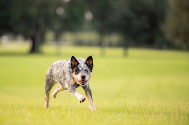 Avustralya sığır çobanı Blue Heeler gün batımında çimenli bir tarlada koşuyor.