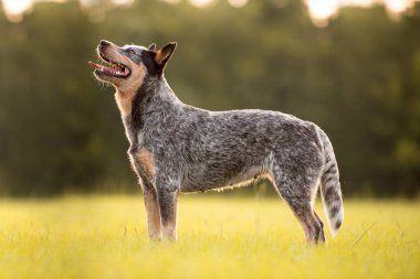 Avustralya sığır çobanı Blue Heeler gün batımında çimenli bir tarlada çobanlık yapıyor