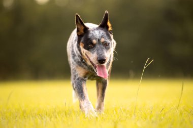 Avustralya sığır çobanı Blue Heeler gün batımında çimenli bir tarlada yürüyor