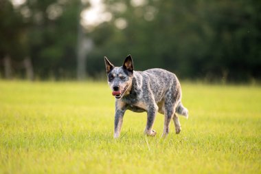 Avustralya sığır çobanı Blue Heeler gün batımında çimenli bir tarlada yürüyor