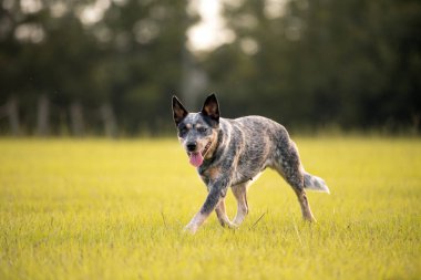 Avustralya sığır çobanı Blue Heeler gün batımında çimenli bir tarlada yürüyor