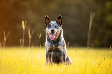 Avustralya sığır çobanı Blue Heeler gün batımında çimenli bir tarlada oturuyor