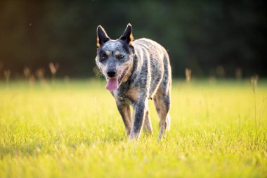 Avustralya sığır çobanı Blue Heeler gün batımında çimenli bir tarlada yürüyor