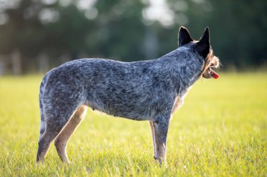 Avustralya sığır çobanı Blue Heeler gün batımında çimenli bir tarlada çobanlık yapıyor