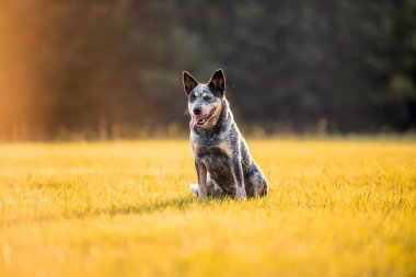 Avustralya sığır çobanı Blue Heeler gün batımında çimenli bir tarlada oturuyor