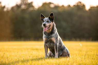 Avustralya sığır çobanı Blue Heeler gün batımında çimenli bir tarlada oturuyor