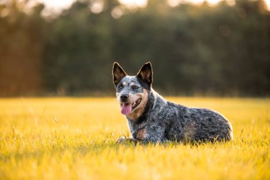 Avustralya sığır çobanı Blue Heeler gün batımında çimenli bir tarlada uzanıyor.