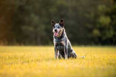 Avustralya sığır çobanı Blue Heeler gün batımında çimenli bir tarlada oturuyor