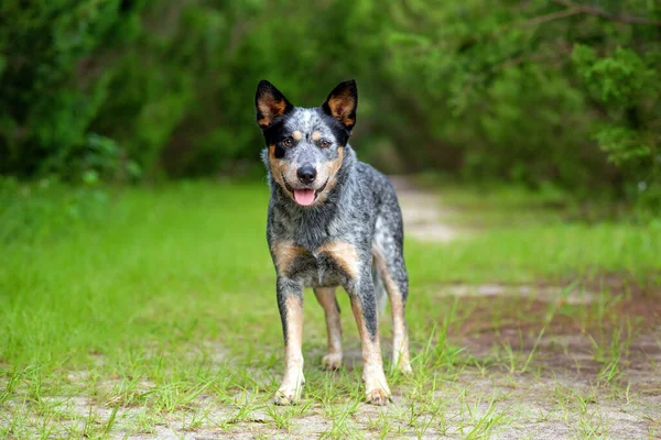 澳大利亚斗牛犬蓝雪人肖像在森林里的一条土路上 长满了柏树 — 图库照片