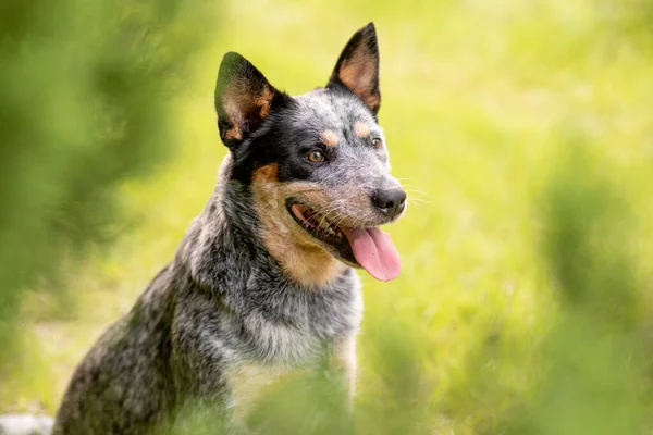 ヒノキの木に座っているオーストラリアの牛犬ブルーヒーラーの肖像頭のショット — ストック写真