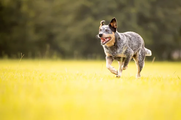 Australian Cattle Dog Blue Heeler Corriendo Campo Cubierto Hierba Atardecer —  Fotos de Stock