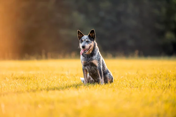 日落时分 澳大利亚的牛只蓝色的猎狗坐在草地上 — 图库照片