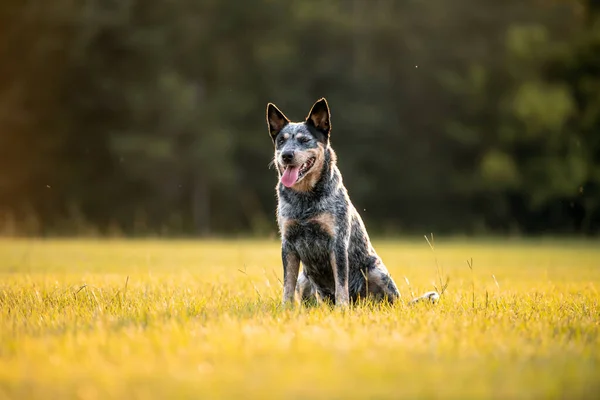 Avustralya sığır çobanı Blue Heeler gün batımında çimenli bir tarlada oturuyor