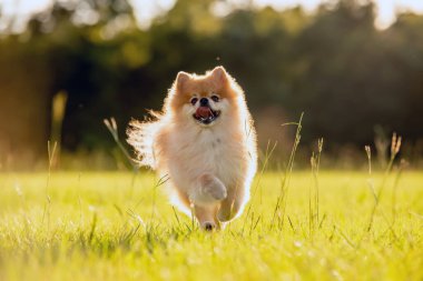 Pomeranya 'lı yetişkin köpek dışarıda çimlerin üzerinde