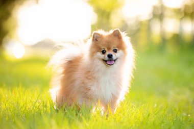 Pomeranya 'lı yetişkin köpek dışarıda çimlerin üzerinde