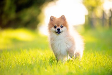 Pomeranya 'lı yetişkin köpek dışarıda çimlerin üzerinde