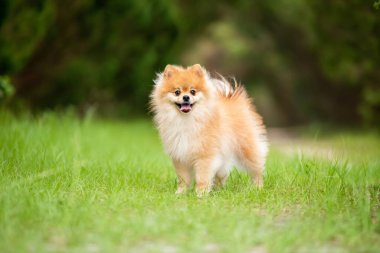 Pomeranya 'lı yetişkin köpek dışarıda çimlerin üzerinde