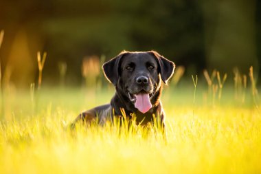 Kara Labrador, gün batımında çimenli bir tarlada parkın tadını çıkarıyor.