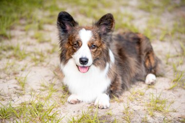 Gün batımında dışarıda kum ve çimlerin üzerinde uzun bir Galli Corgi