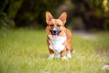 Kırmızı ve Beyaz Galli Corgi gün batımında yeşil çimlerde
