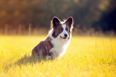 Gün batımında yeşil çimlerde Uzun Ceketli Galli Corgi