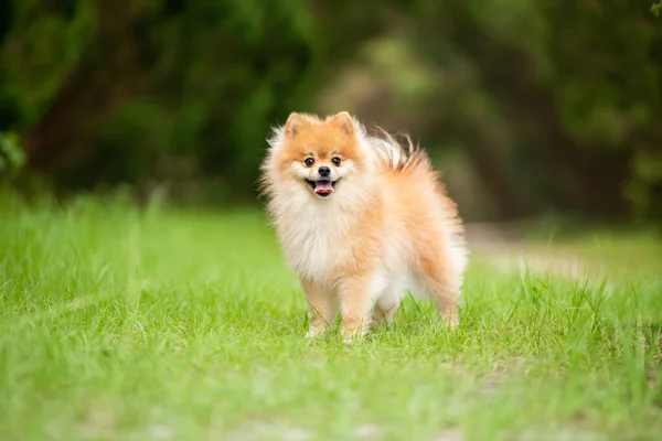 Pomeranian Cão Adulto Fora Campo Grama — Fotografia de Stock