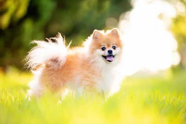 Pomeranian Cão Adulto Fora Campo Grama — Fotografia de Stock