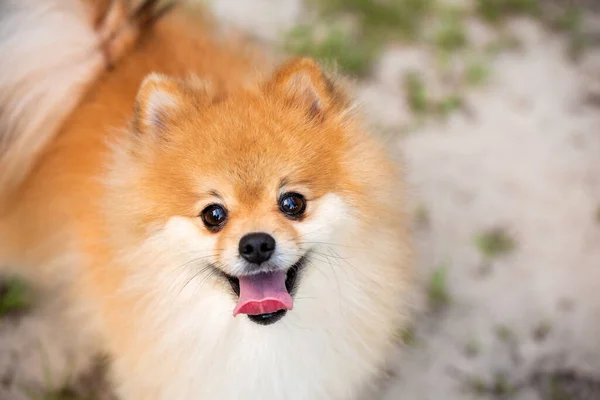 Pommerscher Erwachsener Hund Schaut Nach Oben — Stockfoto