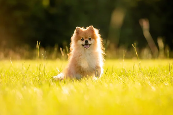 Pomeranya 'lı yetişkin köpek dışarıda çimlerin üzerinde