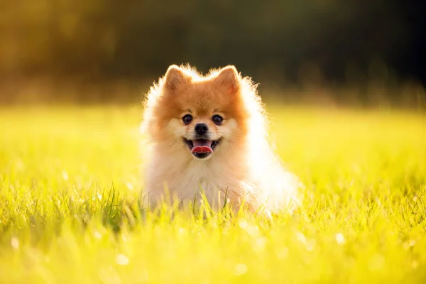 Pommerse Volwassen Hond Buiten Grasveld — Stockfoto