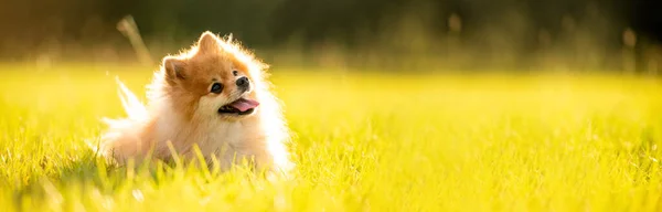 Pomeranian Cão Adulto Fora Banner Campo Grama — Fotografia de Stock