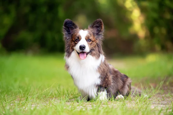 Long Coat Welsh Corgi Στο Πράσινο Γρασίδι Στο Ηλιοβασίλεμα — Φωτογραφία Αρχείου