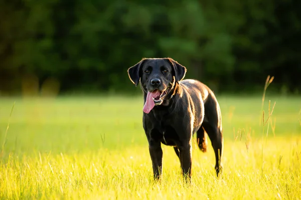 Black Labrador Ett Gräsfält Vid Solnedgången Njuter Parken — Stockfoto