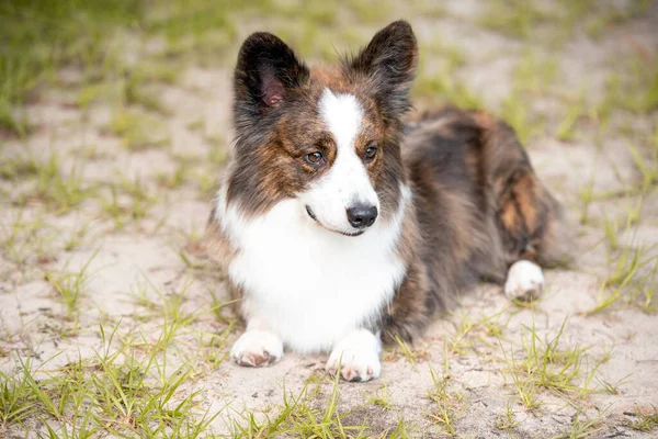 Dlouhý Kabát Welsh Corgi Písku Trávě Venku Při Západu Slunce — Stock fotografie