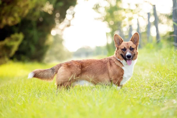 Red and White Welsh Corgi on green grass at sunset