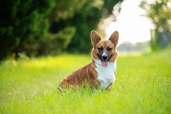 Röd Och Vit Walesisk Corgi Grönt Gräs Vid Solnedgången — Stockfoto