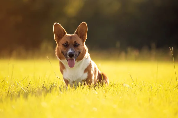 Corgi Gallesi Rossi Bianchi Erba Verde Campo Soleggiato Tramonto — Foto Stock