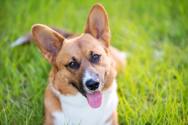 Red White Welsh Corgi Groen Gras Een Zonnig Veld Bij — Stockfoto