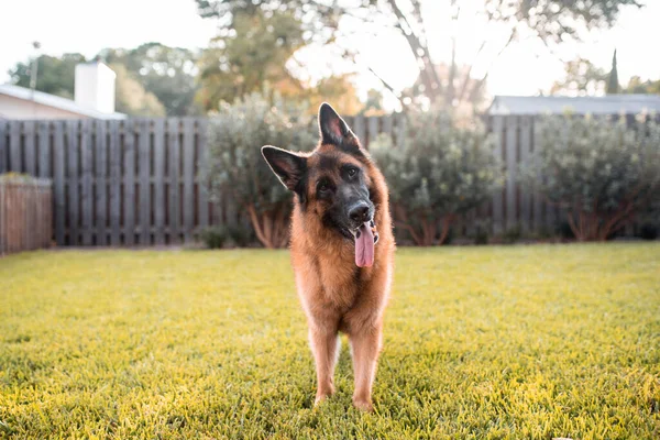 Duitse Herder Hond Spelen Gras — Stockfoto